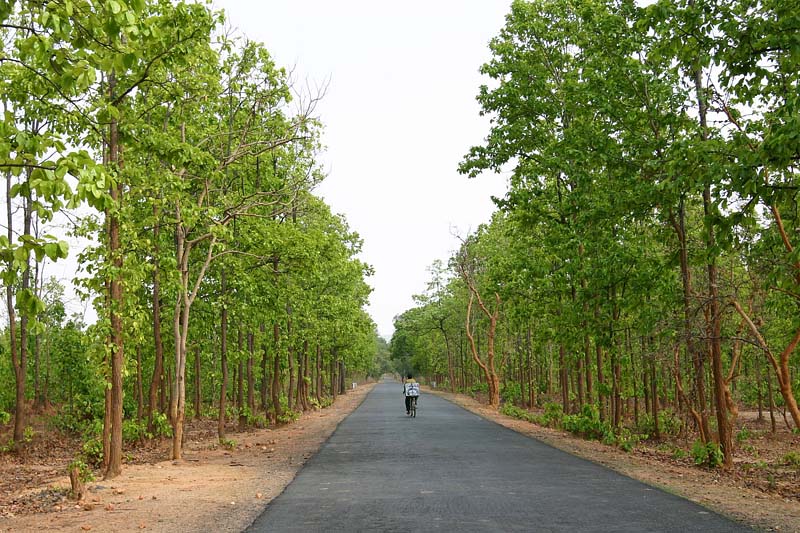 インド・ベンガル地方の沙羅双樹の林