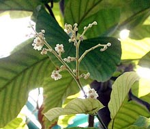 沙羅双樹の花