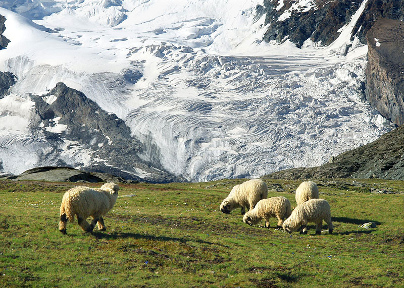 氷河と羊の群れ