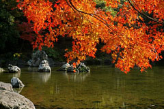 万博・日本庭園の紅葉