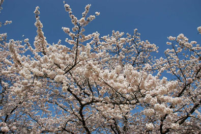 後楽園の桜