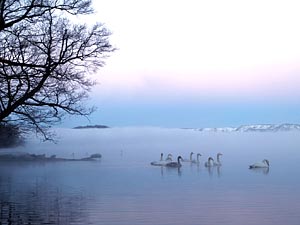 朝もやの釧路湖畔と白鳥たち