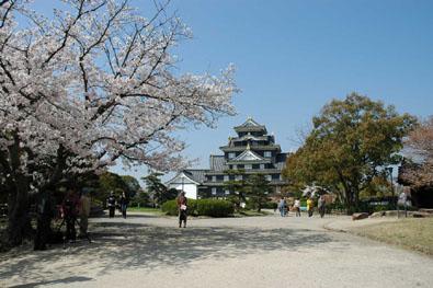 岡山城の桜