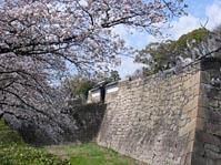 お堀の桜（大阪城）
