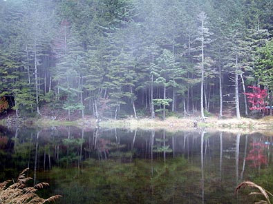 ミドリ池一瞬の霧