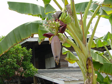 バナナの花１