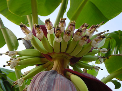 バナナの花４