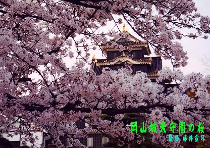 岡山城天守閣の桜