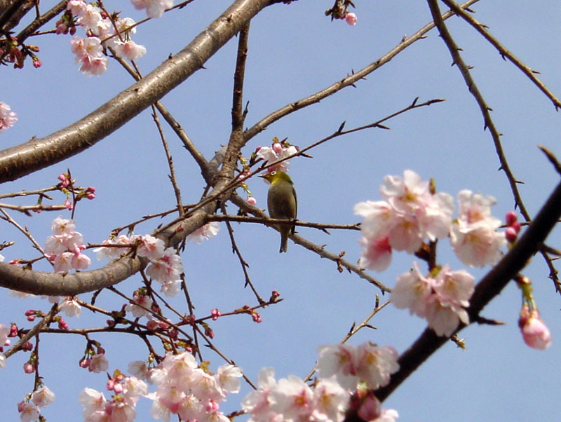 大寒桜とメジロ/木場公園　2007.2.25