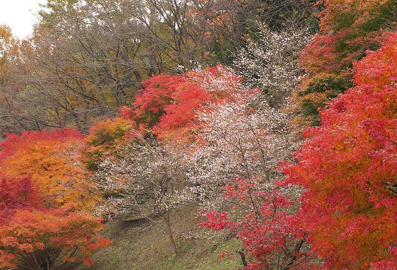 香嵐渓近くの四季桜2/2 2006.11.23
