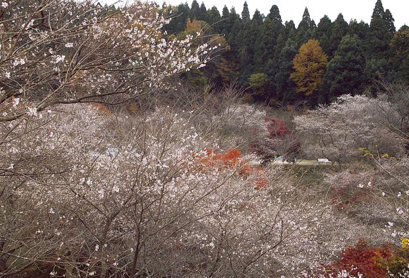 香嵐渓近くの四季桜1/2 2006.11.23