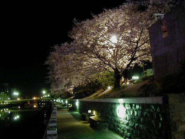 徳島の夜桜