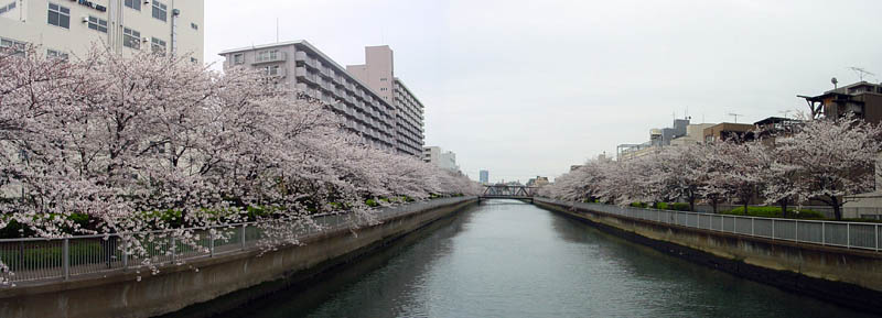 パノラマの大横川の桜　2007.3.31.