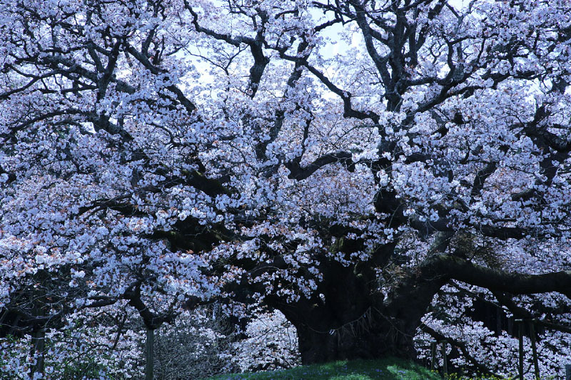 樹齢300年余の吉高桜