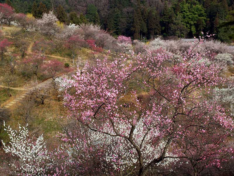 多彩な花をつける梅の木