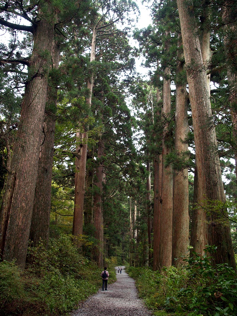樹齢最高350年の杉並木