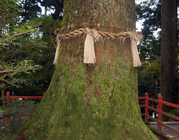 樹齢1200年といわれる矢立の杉