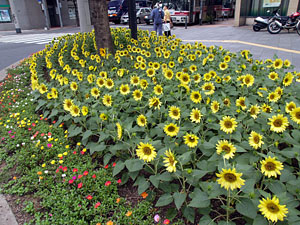 北九州市の花・向日葵