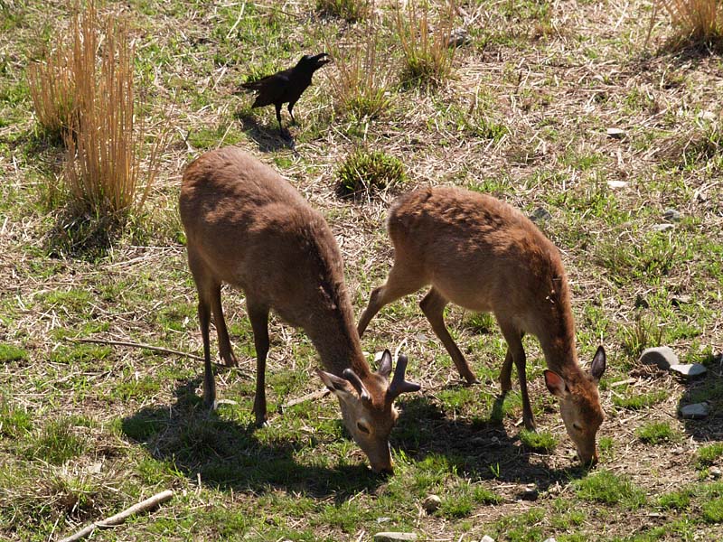 草を食む夫婦鹿