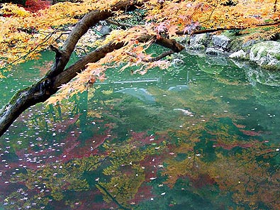 池に写った紅葉