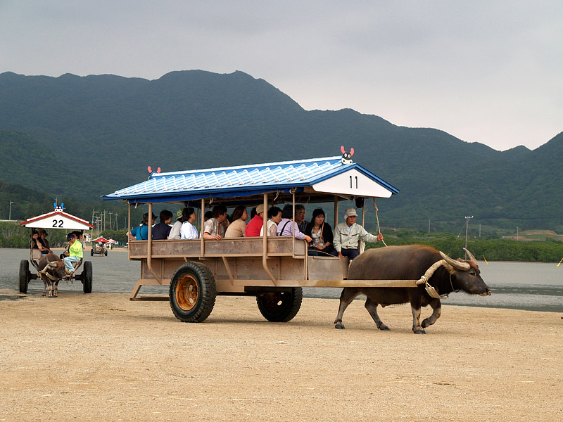 由布島に上陸した水牛車