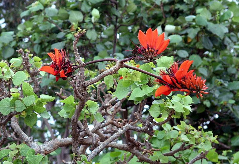鮮やかな沖縄の県花・デイゴの花