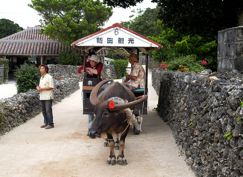 観光客を待つ水牛車