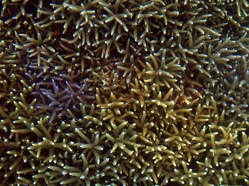 珊瑚の造形美