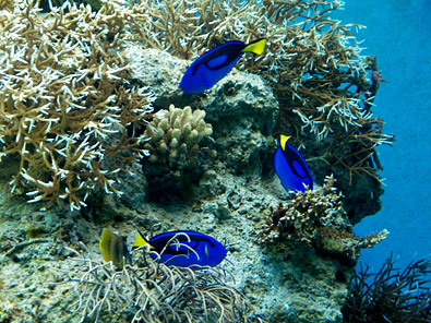 造礁珊瑚と熱帯魚