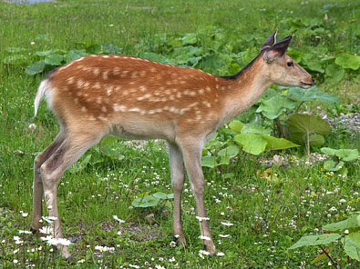 可愛い尻尾の若い牡鹿