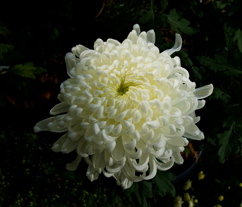 清楚な大輪の白菊