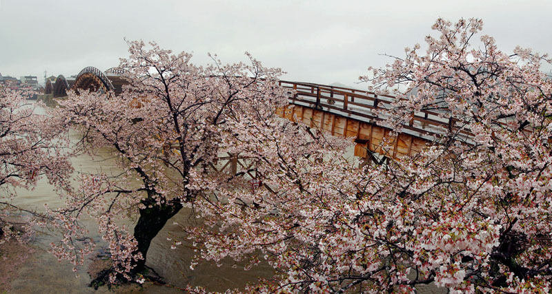 錦帯橋の春雨桜
