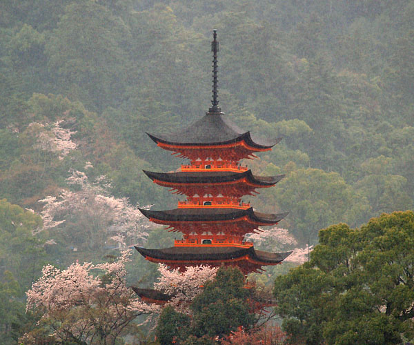 春雨桜と五重塔