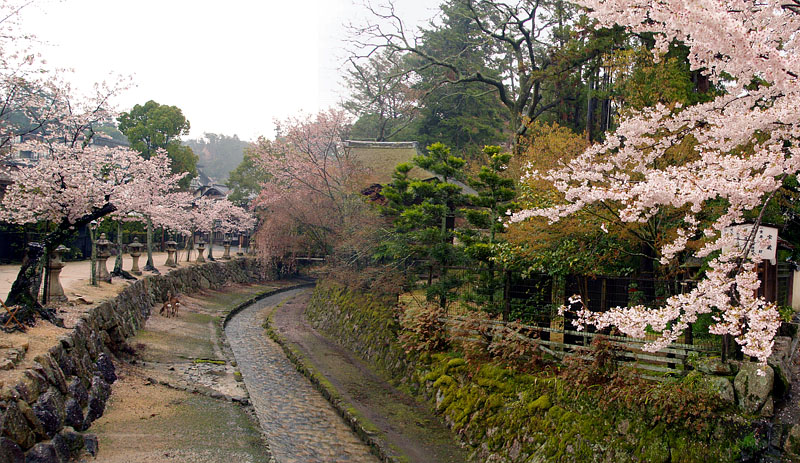 神社裏手の御手洗川の桜