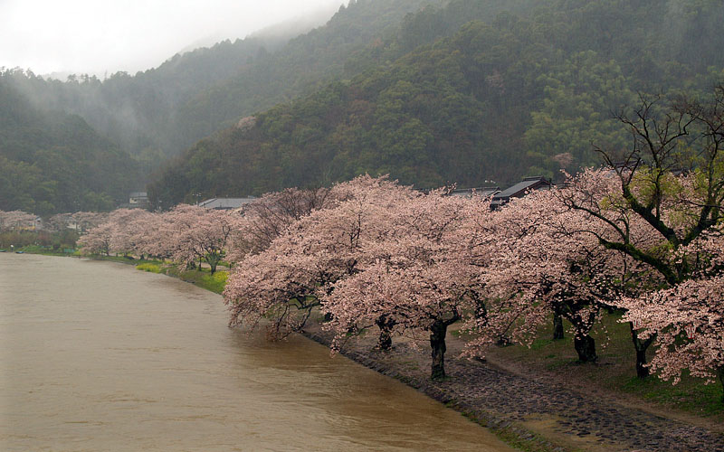 錦川の春雨桜