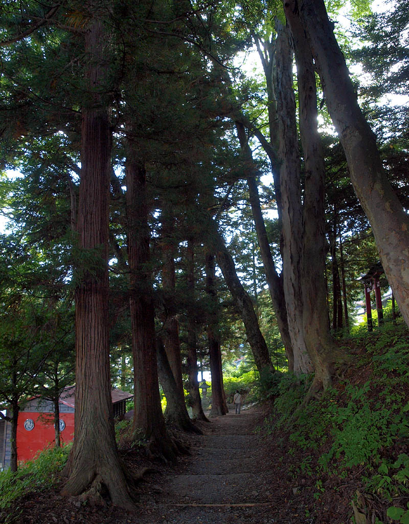 中山道の杉並木
