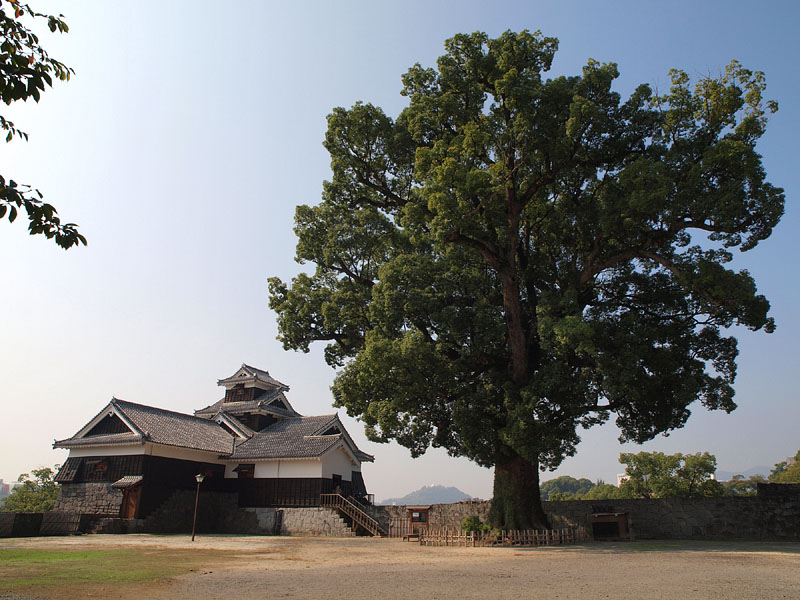 樹齢800年の巨大クスノキと飯田丸五階櫓
