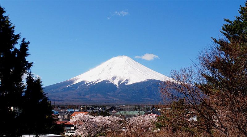 木々の間から見える富士山