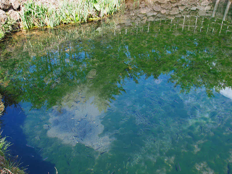 富士の地下水が間欠的に湧き出る銚子池