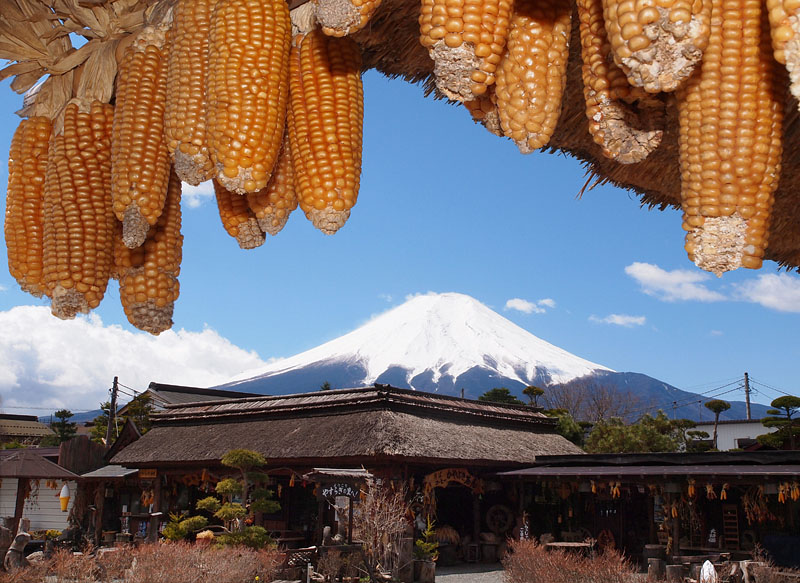 トウモロコシと富士山