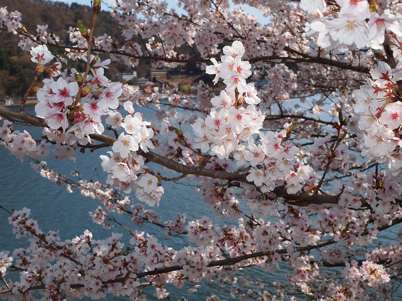 満開の産屋ヶ崎の桜