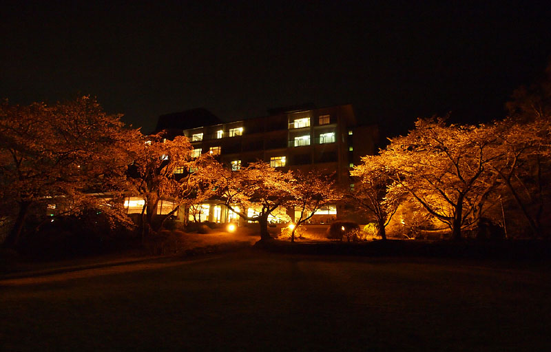 ホテルの夜桜ライトアップ（河口湖サイド）