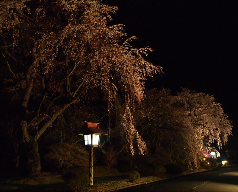 ホテル南庭の夜桜