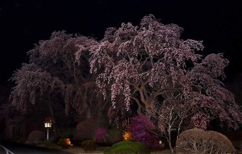 枝垂桜 / フラッシュ撮影