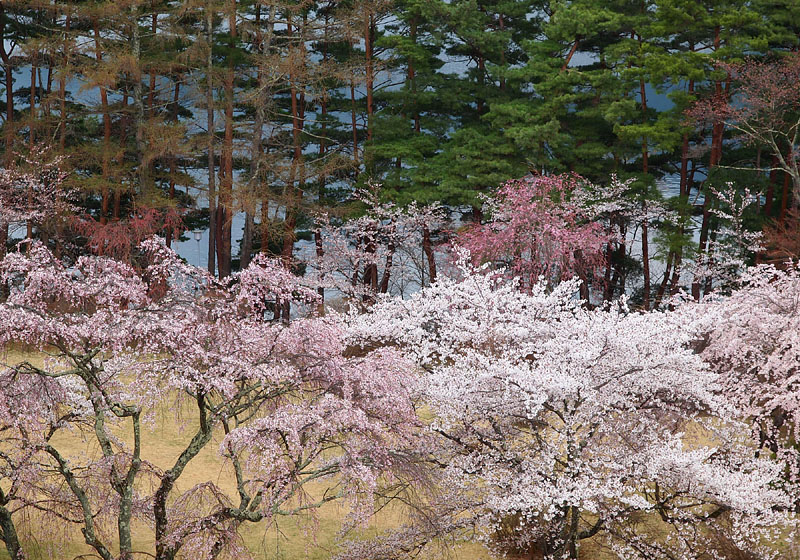 河口湖畔の敷島の松と桜 / 富士ビューホテル