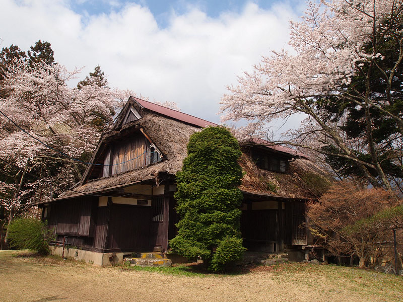 満開の桜に囲まれた思昔庵 / 富士ビューホテル境内
