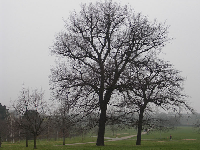 朝靄のリージェント公園