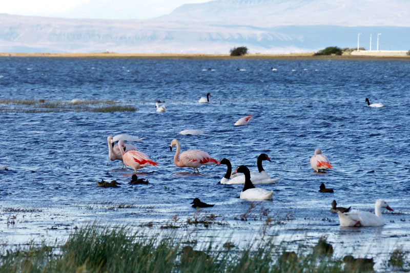 アルヘンティーナ湖の水鳥たち/カラファテ（アルゼンチン）　2014.03.08 17:58