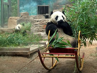 ロッキング・チェアのパンダ/北京動物園大熊猫館（中華人民共和国北京市）