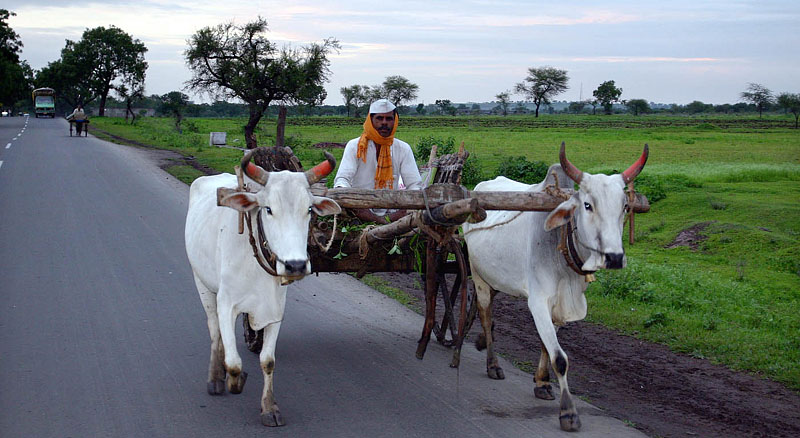 白牛と共に家路に付くマハラシュトラ州の農夫